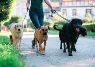 Best Dog Walking Company in Calgary